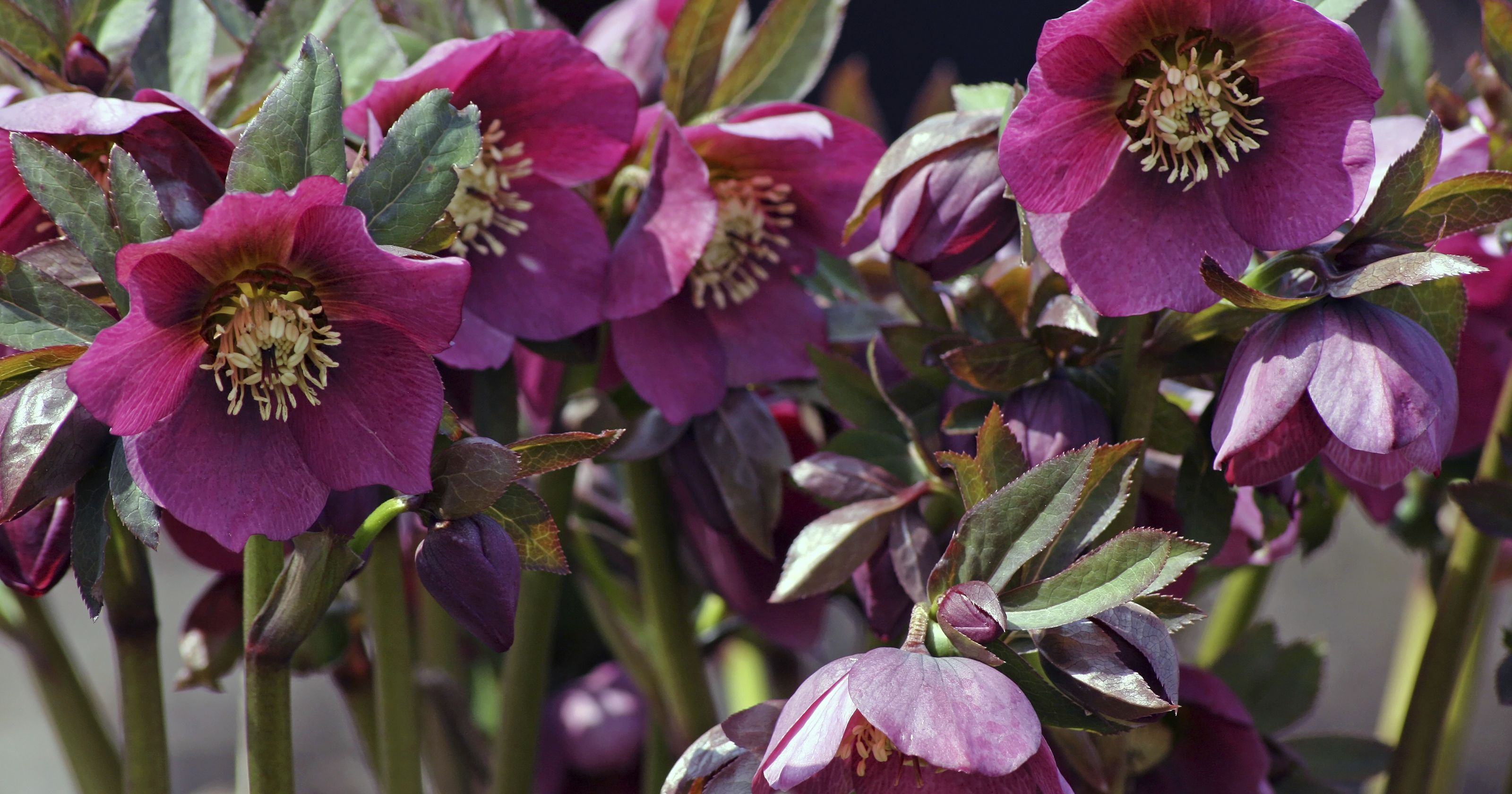 what do hellebores look like